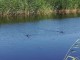 В природном парке «Птичья гавань» открывается эколого-туристская тропа